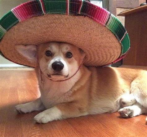 Dog With A Hat Meme Pfp