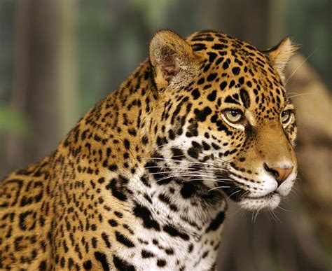 jaguar hayvan