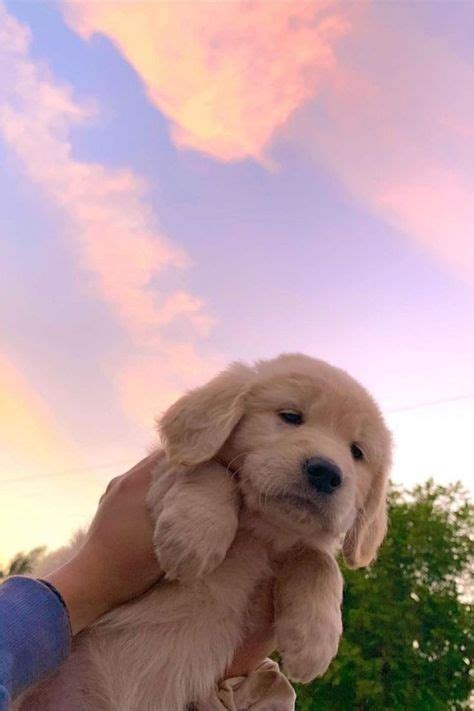 Golden Retriever Puppy Sleep So Cute Golden Retriever Puppy