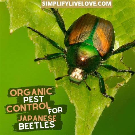 How To Get Rid Of Japanese Beetles Organically Simplify Live Love