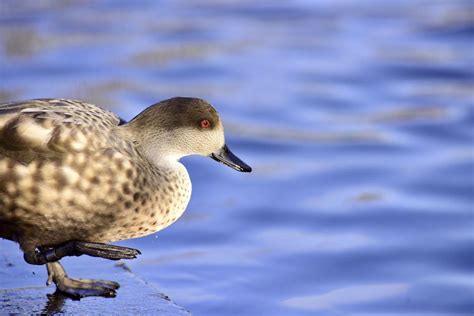 ‪the Marbled Teal Duck Is Not Native To The Uk Normally Found Around