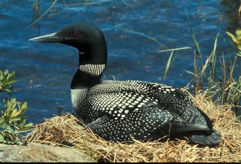 loons loon common