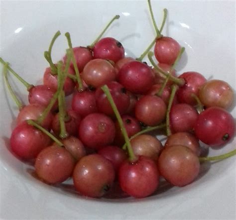 Nasi kandar pokok ceri which is also popularly known as nasi kandar bawah pokok ceri. passage of time: Cerita pokok ceri malaysia kesayangan ...