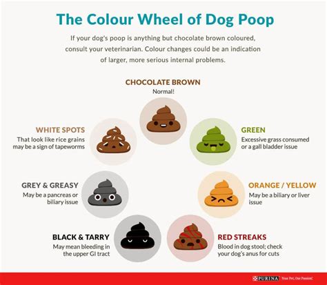 Dog Poop And The 3 Cs Consistency Color And Content