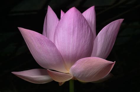 Slideshow 965 22 Lotus Flower In A Greenhouse In Botanic Gardens
