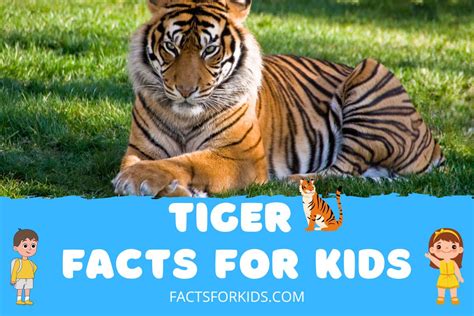 32 Tiger Facts For Kids That Will Make You Go Wow Facts For Kids