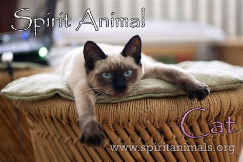 Cat Spirit Animal Characteristics And Meaning Spirit Animals