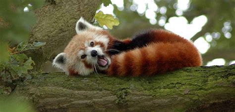 Thus, read on to test your animals vocabulary and learn something you have not already. Himalayan Safaris-Sikkim