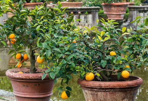 7 Perfect Patio Fruit Trees For Small Spaces Home Garden And