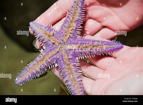 Violet Starfish Underside Stock Photo Alamy