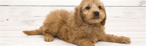 Best food for goldendoodle with allergies. 4 Best Foods to Feed Your Adult and Puppy Goldendoodle