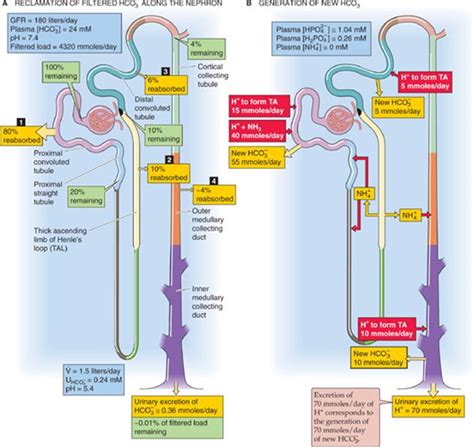 Transport Of Acids And Bases The Urinary System Medical Physiology