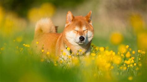 Shiba Inu Dog In A Flower Field Wallpaper Backiee