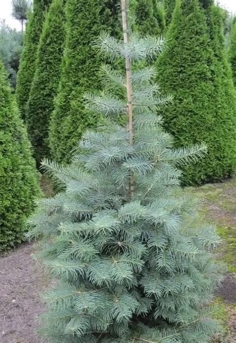15 Beautiful Dwarf Trees For Small Gardens And Landscapes