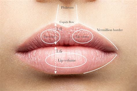 Let Your Lips Do The Talking Everything You Need To Know About