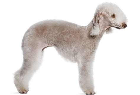 bedlington terrier dog breed guide