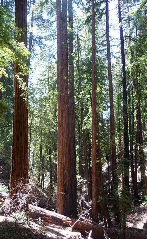 Coast Redwood Sequoia Sempervirens