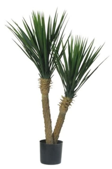 Once harvested, it will drop 6 fibrous leaves, and a yucca fruit will be visible. plantArt - Artificial Yucca Plant Artificial Yucca Plants ...