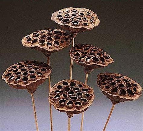 Dried Lotus Pods On Stem Etsy Lotus Pods Lotus Flower Seeds Seed Pods