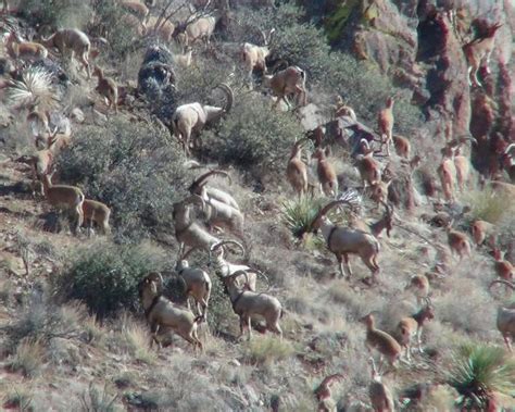 Persian Ibex Hunting In New Mexico