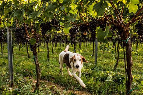 Canines And Vines The Vineyards At Pine Lake Youngstown Live