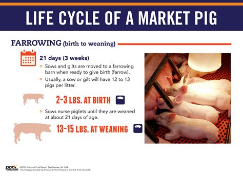 Life Cycle Of A Market Pig Pork Checkoff