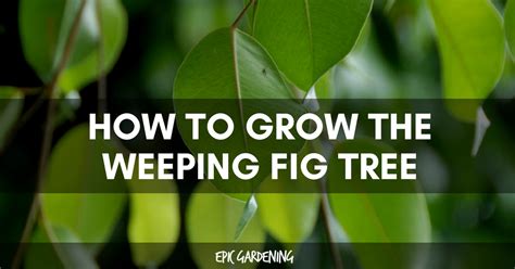 Regular misting or setting the ficus tree on a pebble tray filled with water is a great way to increase their humidity, but keep in mind that while they like high humidity, they don't like overly wet roots. Ficus Benjamina - Weeping Fig Tree Care | Epic Gardening