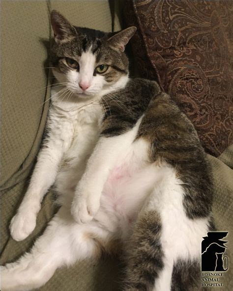 Did You Know That Just 3 Pounds Of Extra Weight On Your 10 Pound Cat Is Like 45 Extra Pounds On