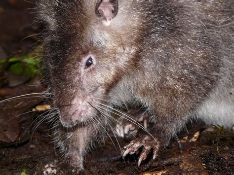 Smithsonian Insider New Species Of Giant Rat Discovered In Crater Of