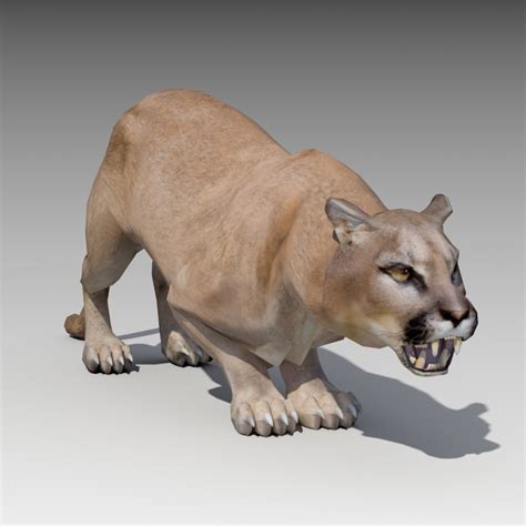 D Model Cougar Animations TurboSquid