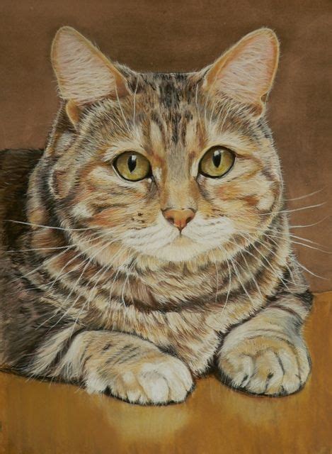 Sue Clinker With Images Cats Illustration Cat Art Illustration