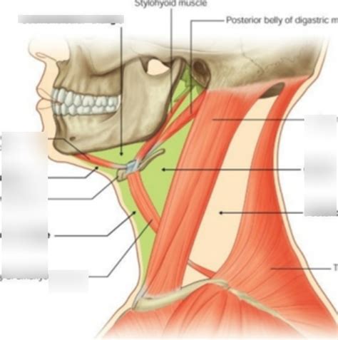 Anterior And Posterior Triangles Of The Neck Lateral View Diagram