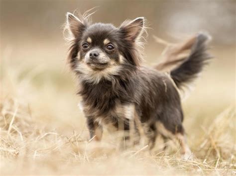 Chihuahua Charakter Größe And Erziehung Steckbrief