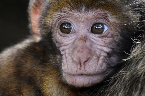 İlk İnsan Maymun Embriyoları Yaratıldı Arkeofili