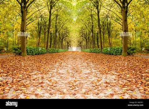 Falling Color Leaves Hi Res Stock Photography And Images Alamy