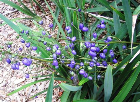 Dianella Tasmanica Tasred Pbr Wholesale Nursery Nurseries In