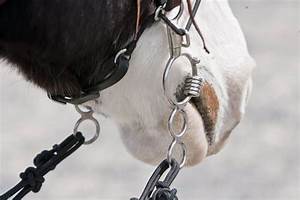 The Most Common Types Of Horse Bits Seriously Equestrian