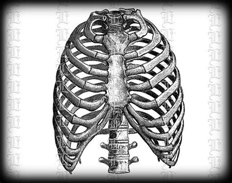 Rib cage, basketlike skeletal structure that forms the chest, or thorax, made up of the ribs and their corresponding attachments to the sternum and the vertebral column. Human Rib Cage Front View Medical Anatomy Study Vintage ...