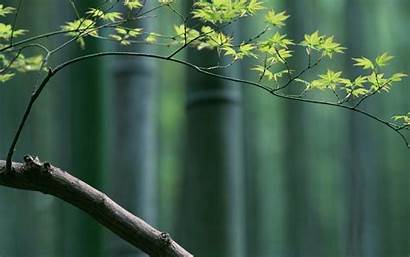 Bamboo Desktop Background Backgrounds Wallpapers Anime Earth