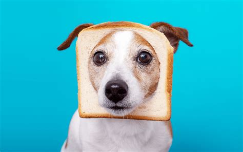 Can Dogs Eat Bread With Peanut Butter