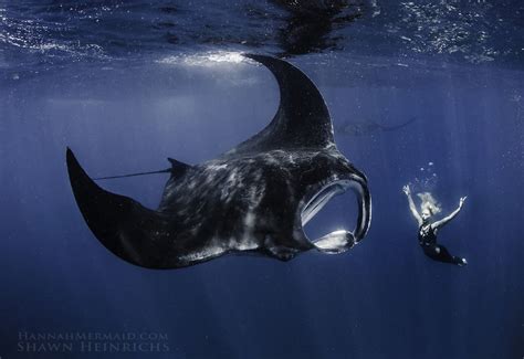 A Real Life Mermaid Who Swims With Sharks Using Her Fish Tail And Holds