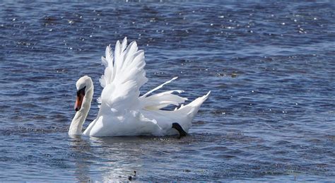 Mute Swan Cygnus Olor Windblown In Orkney Stephen Young Flickr