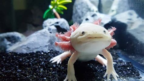 What Do Axolotls Eat The Complete Food List Pet Spruce