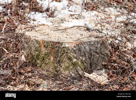 Recently Sawed Tree Stump Protrudes Above The Ground Stock Photo Alamy