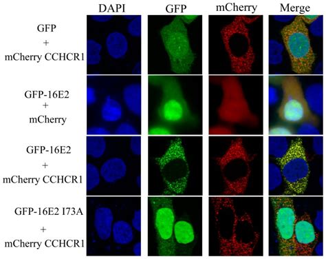 Hacat Cells Were Co Transfected With The Expression Plasmids For Gfp Or