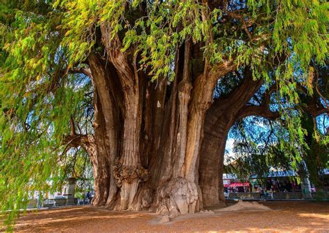 ¿cuál Es El árbol Más Viejo De México Matador Español