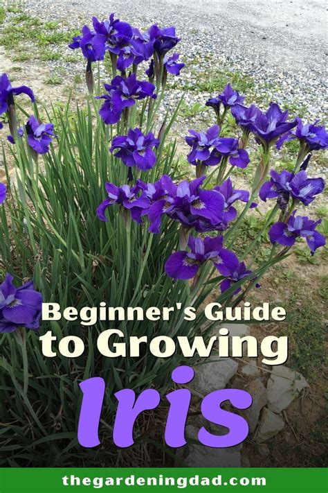 How To Grow Iris Planting Iris Bulbs In Pots The Gardening Dad