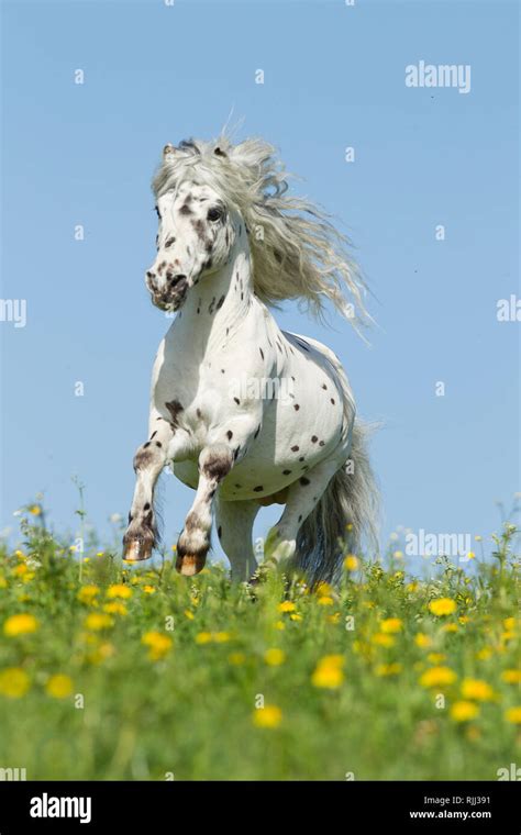 Shetland Pony Miniature Appaloosa Galloping On A Meadow Germany Stock