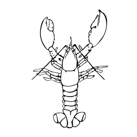 Premium Vector Lobster Black And White Vector Illustration Isolated