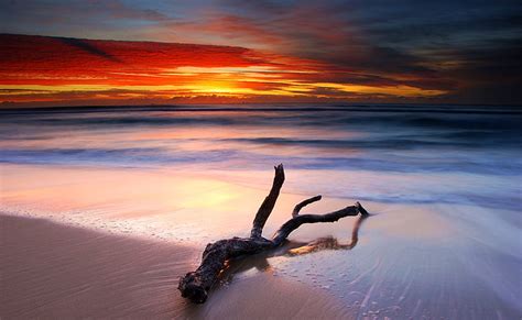 Hd Wallpaper Driftwood And Spectacular Sunset Nature Beach